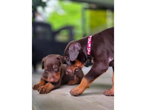 Can dostunuz cane doberman kapıda ödeme mevcuttur