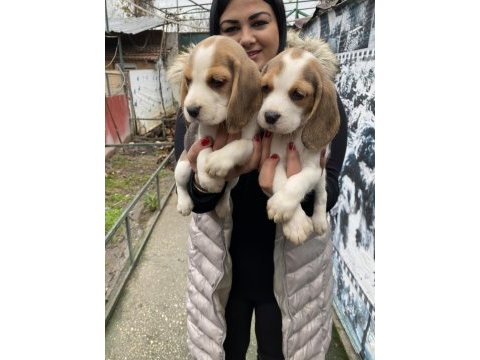 Safkan elizabet beagle yavrularım