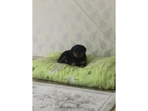 Safkan ırk garantili 45 günlük dişi rottweiler