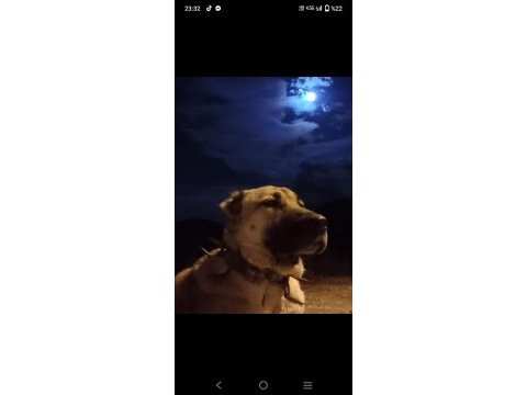 Dünya geneli kangal köpeği gönderim vardır