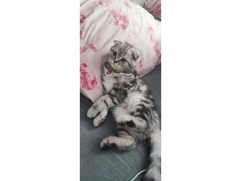 4 aylık scottish fold