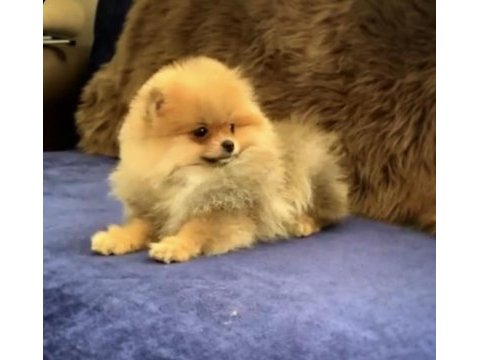 Bayram şekeri pomeranian boo ayı surat