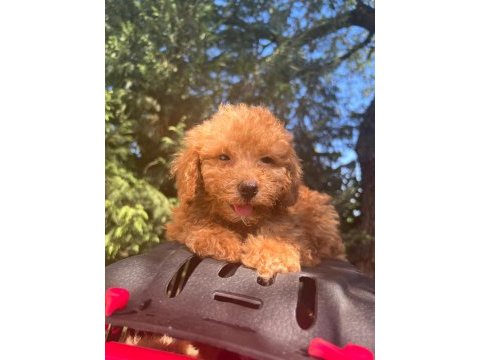 Maltipoo yavrularımızı canlı görerek alabilirsiniz