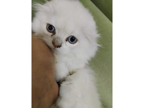 Scottish fold longhair beyaz güzellik