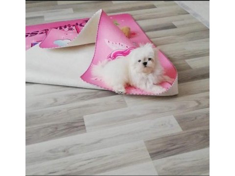 Teacup kore maltese secere belgeli