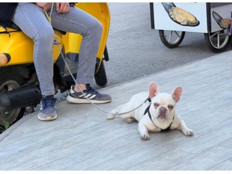 Boncuk gözlü french bulldog oğlumuza iyi bakacak biri