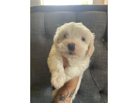 Maltese yavru köpekler
