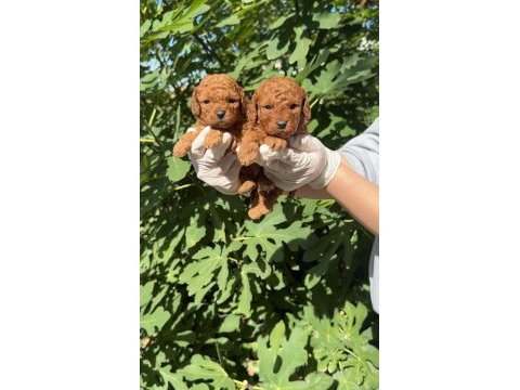 Sevimli toy poodle yavrular 