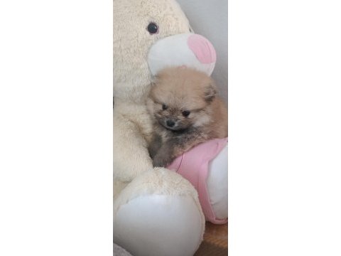 Micro pomeranian dişi 5 aylık