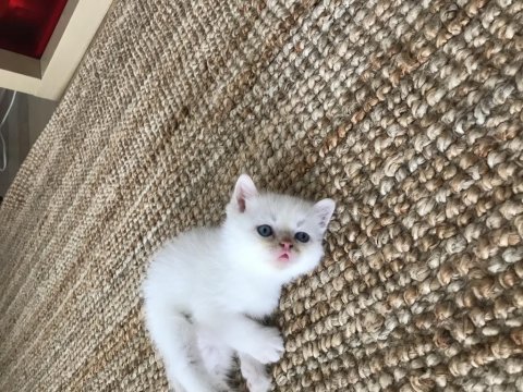Beyaz tuglu mavi gozlu exotic yawru 2aylik