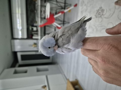 1.5 yaşında dişi kedimi mecburiyetten vermek istiyorum