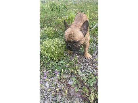 Fransız bulldog yetişkin