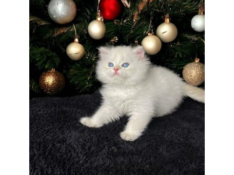 British longhair golden point erkek yavru