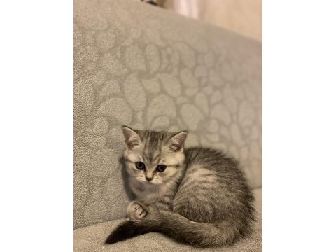 1.5 aylık dişi british shorthair silver