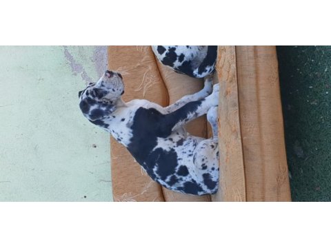 Great dane (danua a secereli)