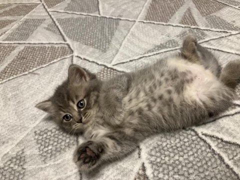 Dişi yavru 45 günlük british shorthair