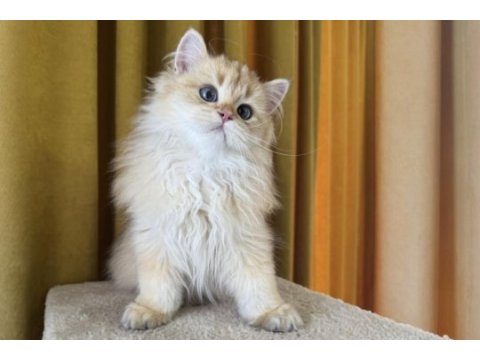 Çok yakışıklı british longhair kedimiz