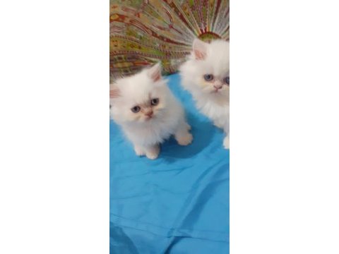 Iran kedi yavrusu