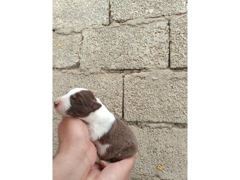 Border collie bebekler
