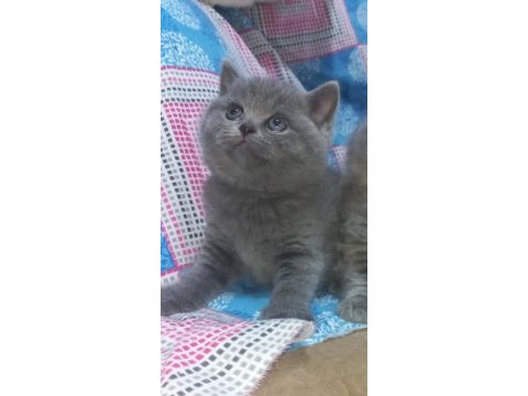 British shorthair yavru