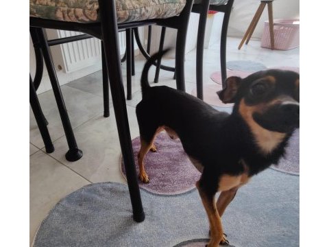 11 aylık kimlikli çipli alman pinscher, wc eğitimi var