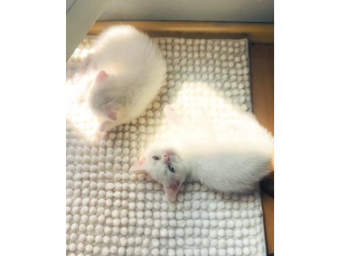 Sağlıklı british shorthair yavruları