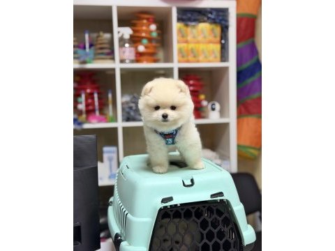 Teddy bear minik pomeranian boo