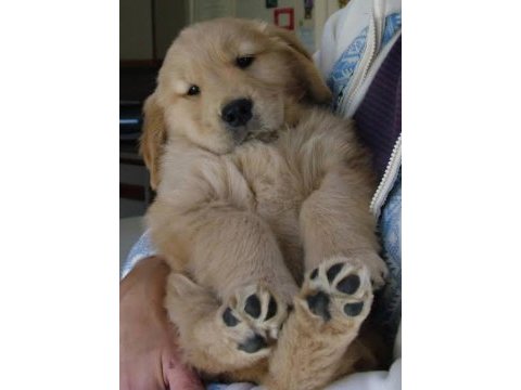 Golden retriever sahiplenmek istiyorum