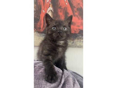 Kara boncuk kedim