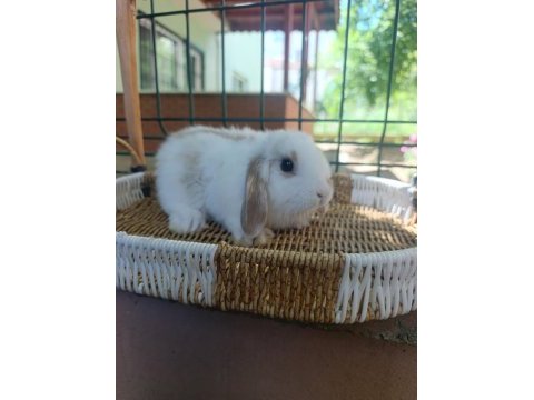 Hollanda cüce tavşan ve hollanda mini lop