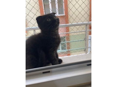 British shorthair bebeklerime yuva arıyorum