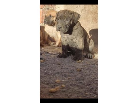 Presa canario köpekler