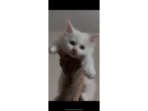 Safkan full scrli beyaz aslan maine coon yavruları