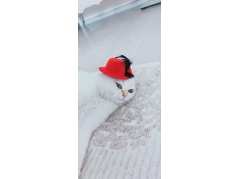 9 aylık beyaz golden blue point kısır british shorthair