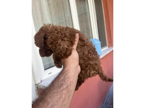 4 aylik erkek poodle