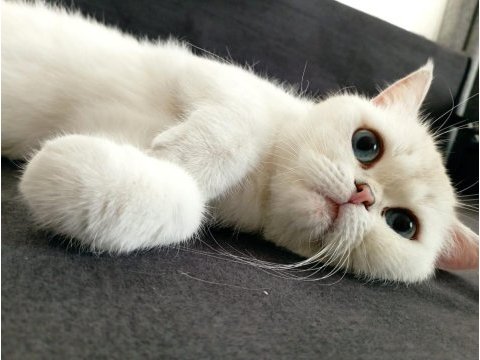 British shorthair can dostumuza yeni yuvasını arıyoruz