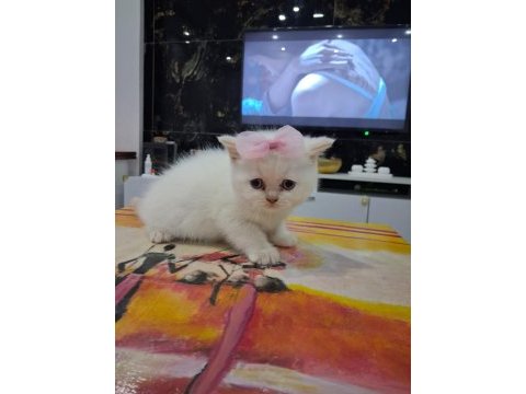 British shorthair mavi gözlü red point yavrularım