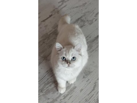 Champyon aileden yetişkin kediler