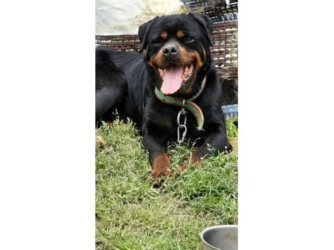 Damızlık erkek ve dişi rottweiler ve yavrular