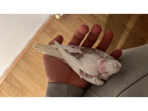 Sezonun son sultan yavruları 2 aylık bebek kuşlar