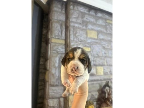 Beagle yavrular dişi erkek mevcut