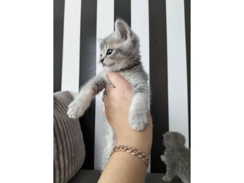 British shorthair blue golden ay11 erkek yavru