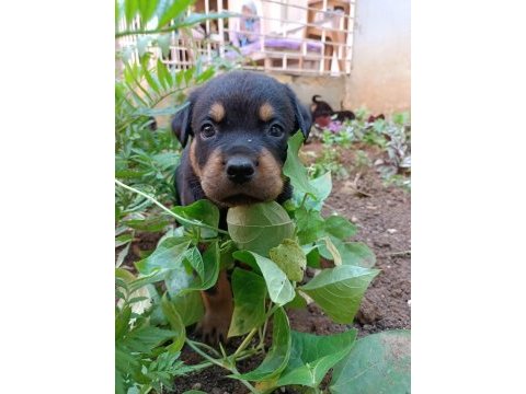 Rottweiler yavruları
