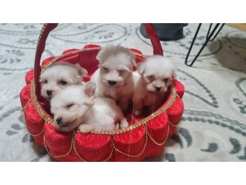 2 aylık dişi ve erkek köpekler