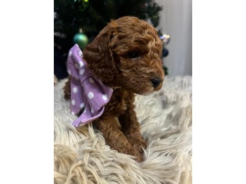 40 günlük toy poodle yavruları