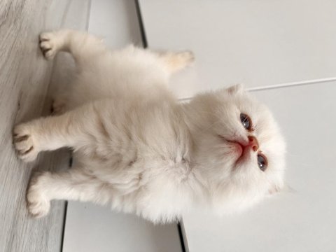 British longhair babys