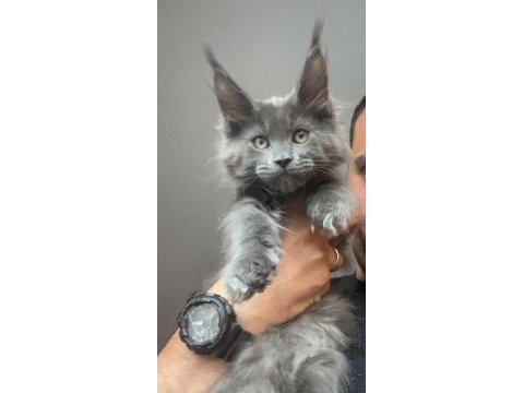 Xxxl kocaman erkek maine coon