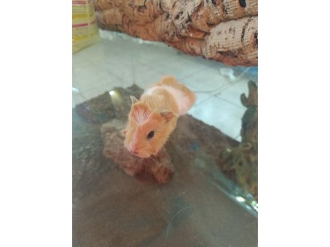Bebek ginepigler