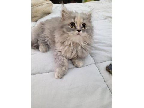 British longhair bal bebekler