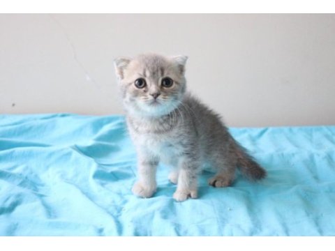 Muhteşem scottish fold bebekler